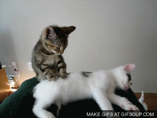 Cat massage?